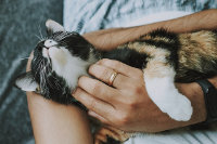 Keeping Your Feline Friend Happy and Healthy