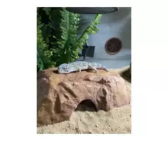 Male Leopard gecko 2yrs old