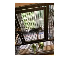 Cockatiel