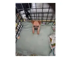 Chihuahua cross