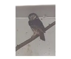 Pygmy owl ???? female