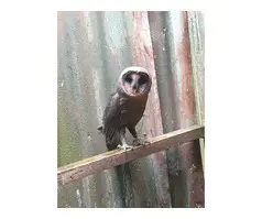 Black barn owls