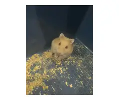 Hamster with cage, food bedding