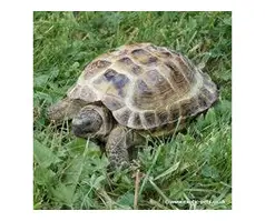 Horsefield Tortoise Age 5yrs old