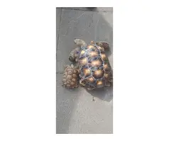 Male Sulcata Tortoise   12yrs old