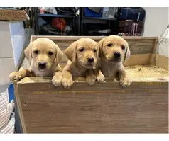 Fox red Labrador Retrievers pups for sale.