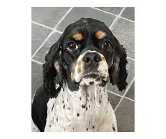 Beautiful American cocker spaniel
