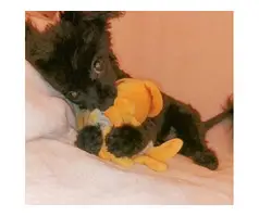 Raised with. Love F1 male pomapoo puppy