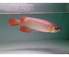 Exceptional quality Asian Arowanas available in stock