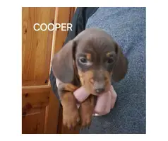 Miniature Dachshund puppies 9 weeks old