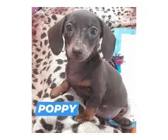 Stunning dashund puppies for sale choc and tan and isabella
