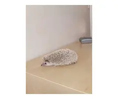 Baby African pygmy hedgehogs for sale