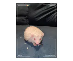 Baby African pygmy hedgehogs for sale - 2