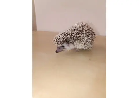 Baby African pygmy hedgehogs for sale - 3/4