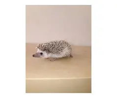 Baby African pygmy hedgehogs for sale - 4