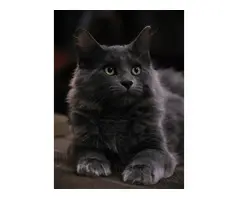 Stunning Rare Kurilian Bobtail Kitten, Male