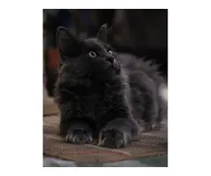 Stunning Rare Kurilian Bobtail Kitten, Male - 4