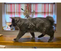 Stunning Rare Kurilian Bobtail Kitten, Male - 6