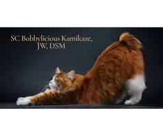 Stunning Rare Kurilian Bobtail Kitten, Male - 9