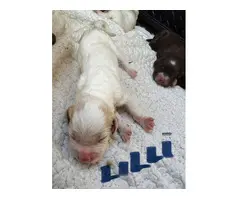 Sprocker Spaniel Puppies for Sale
