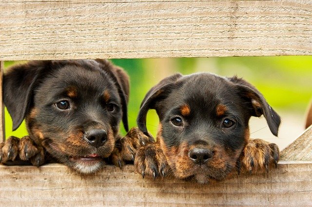 Cute Puppy