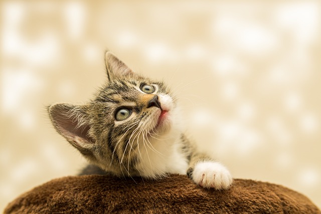 Choosing a cat as a pet