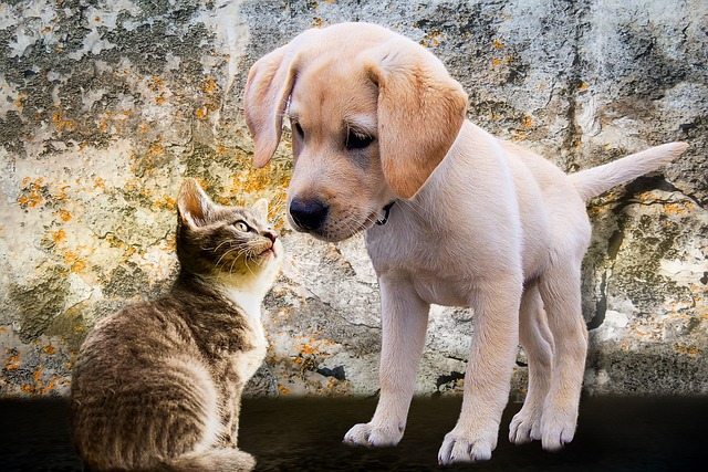 Choosing the right pet
